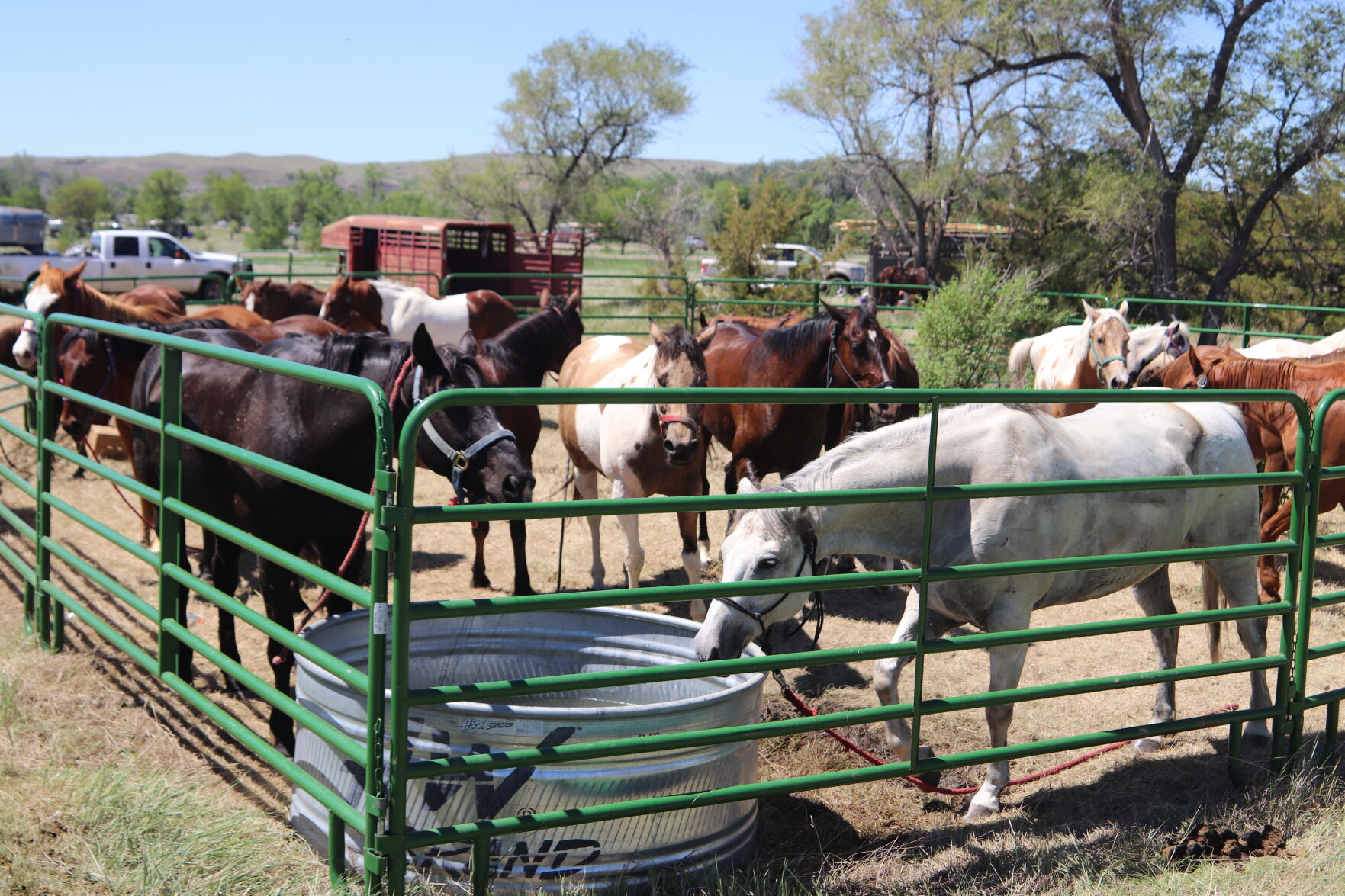 Farm Island horses